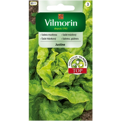 Vilmorin SŁATA MASŁOWA nasiona JUSTYNA o dużych zielonych główkach